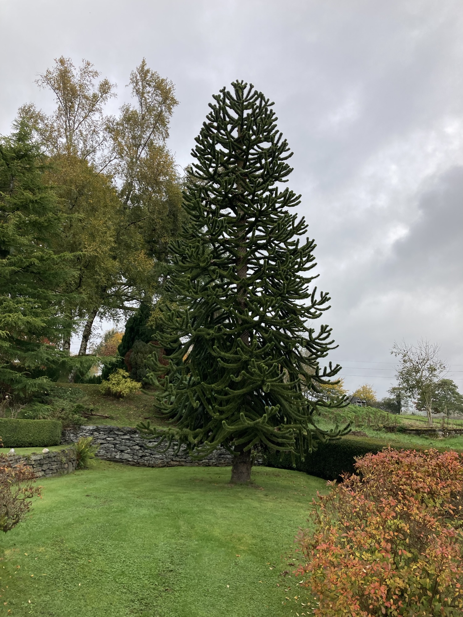 Monkey puzzle tree